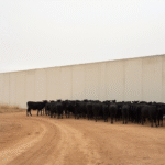 US Import Ban on Cattle May Lower Prices for Jalisco Producers