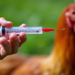 Brazil Declared Free of Avian Influenza After 28-Day Monitoring Period