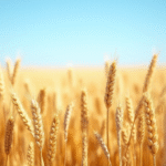 Chicago Wheat Futures Plummet Amidst Abundant Harvest and Lack of Weather Threats