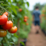 US Imposes 17.09% Anti-Dumping Duty on Mexican Tomato Imports