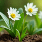 Cedrón: The Home-Grown Plant for Aromatic Tea, Digestive Benefits, and Culinary Uses