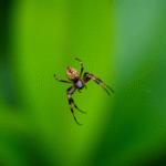 Harnessing the Benefits of Spider Venom for Human Health