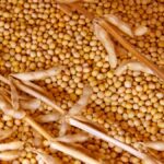 Soybean Futures Fall for Second Consecutive Week Amid Abundant Global Supply, Favorable US Weather, and Weak Chinese Demand