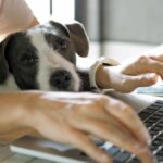 Bringing Pets to Work: The Mental Health Benefits and Considerations