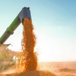 Soybean Prices Rebound in US Amid Short Covering and Critical Growth Stage