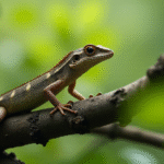 Axolotl Census Reveals Survival but Urgent Habitat Restoration Needed in Xochimilco