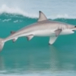 Great White Shark Kills Surfer in Australia, Playas Closed