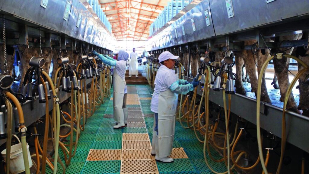 French Entrepreneurs Explore Investment Opportunities in Dairy and Agroindustrial Sector with Alpura