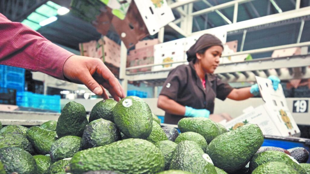 Trump Removes Tariffs on Avocados and Other Agricultural Products