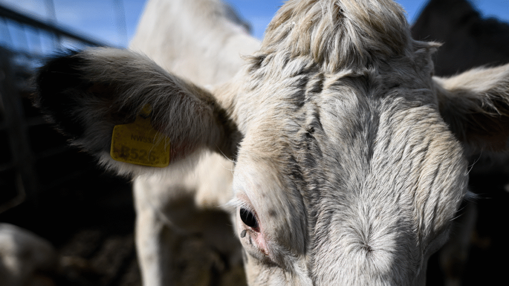 Nearly 3,000 Uruguayan Cattle Stranded Off Turkey Due to Missing Health and Trade Documents