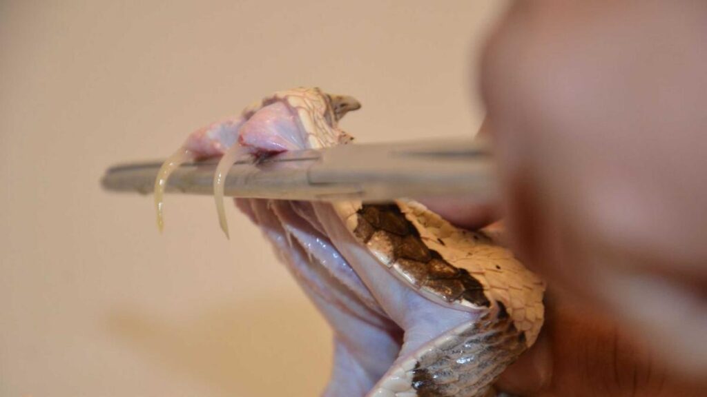 UNAM Scientists Develop Antidote Against Deadly African Snake Bites