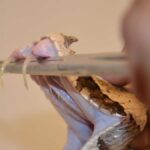 UNAM Scientists Develop Antidote Against Deadly African Snake Bites