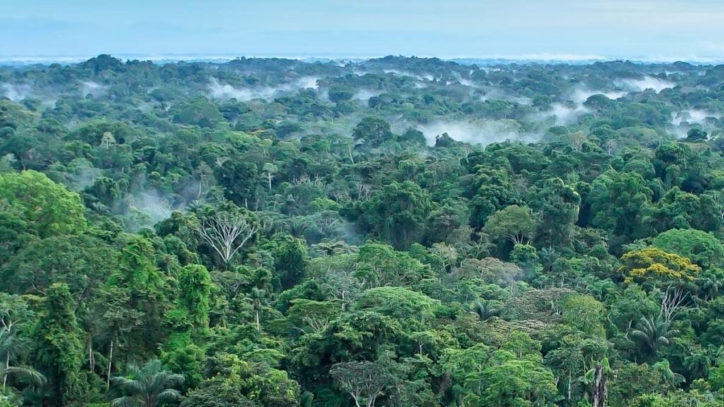COP30: Cautious Optimism for the $125 Billion Tropical Forest Conservation Fund