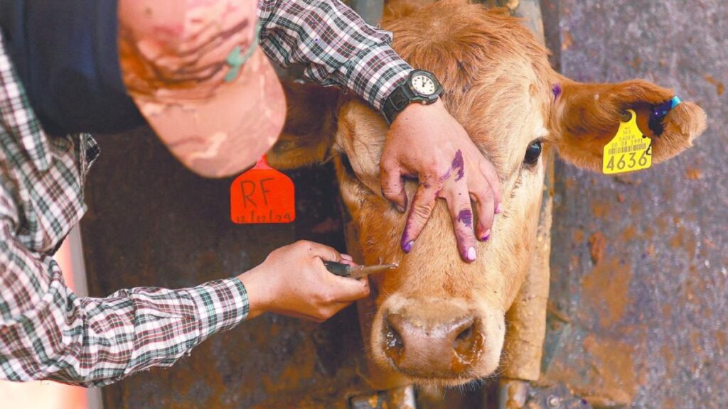 Mexican States Report New Cases of Foot-and-Mouth Disease